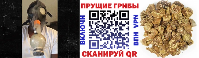 Купить где Гагарин Псилоцибиновые грибы GOLDEN TEACHER